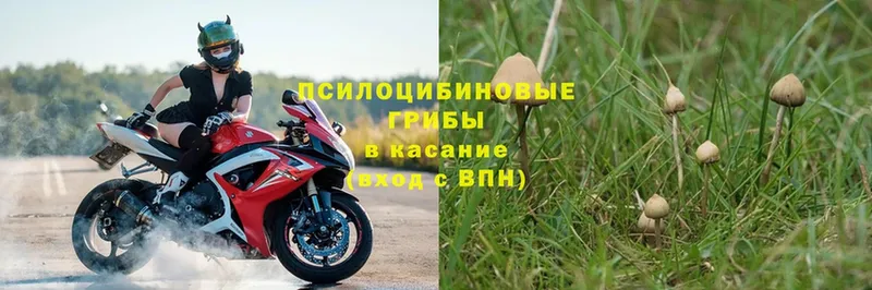 Псилоцибиновые грибы прущие грибы  OMG вход  Хабаровск 